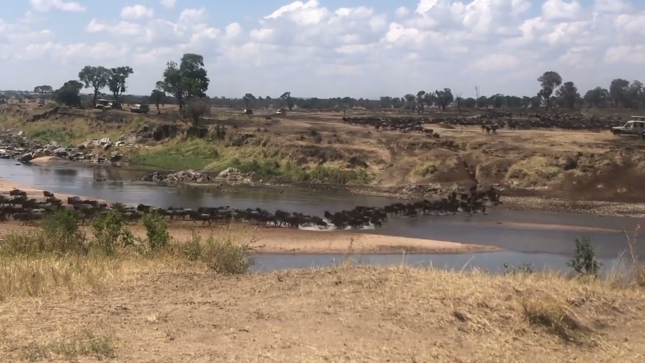 Massive herd spotted in Northern Serengeti