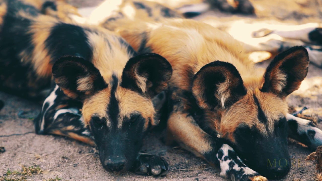 Lion Sands Ivory Lodge ... Her Spirit revealed