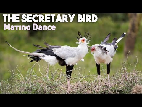 The Secretary Bird Is So Gorgeous. Secretary bird mating dance