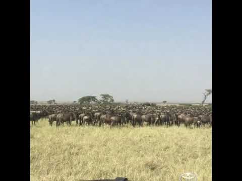 Latest #HerdTracker update: Migration queuing for water along the Kenyangaga Valley