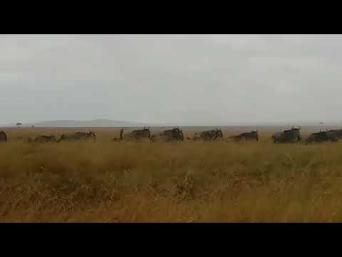 The first herds have arrived in the Sand River border (Serengeti)