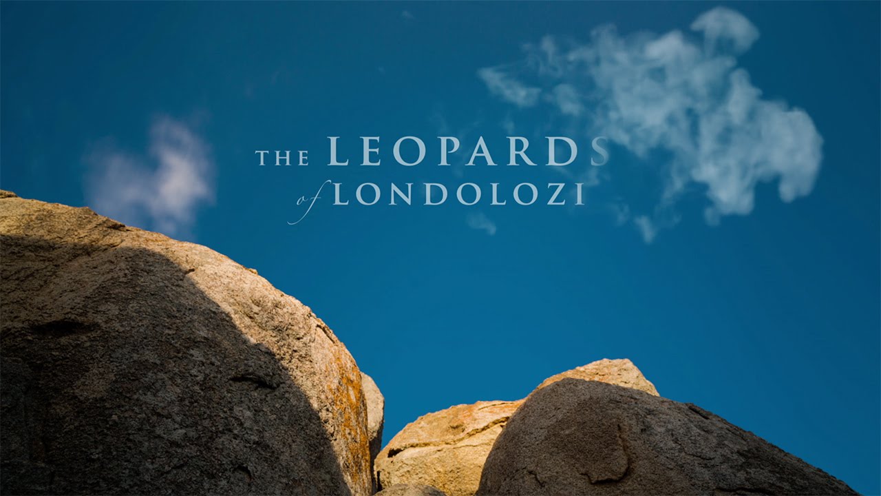 The Leopards of Londolozi - Londolozi TV