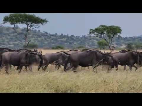 Wildebeest spotted on the move near Grumeti River