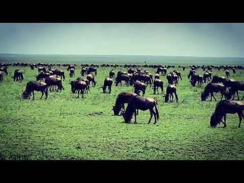 Wildebeest Migration roaming in the Serengeti