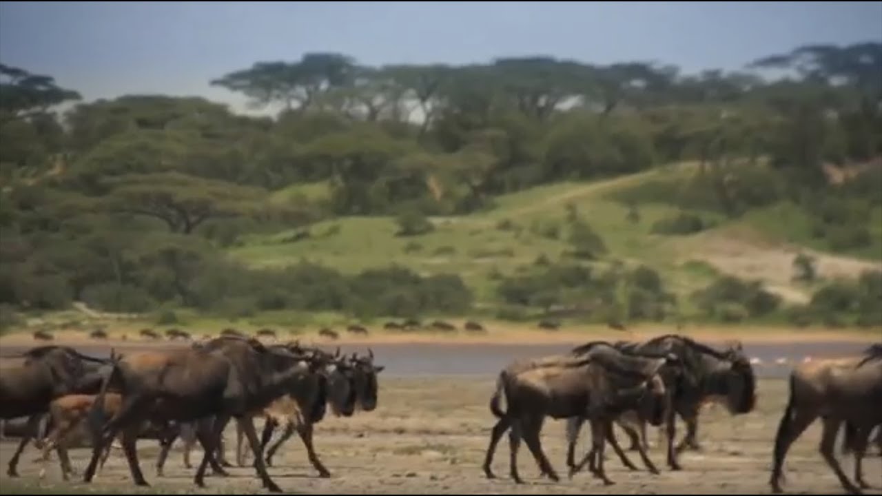 HerdTracker July October Great Wildebeest Migration safari