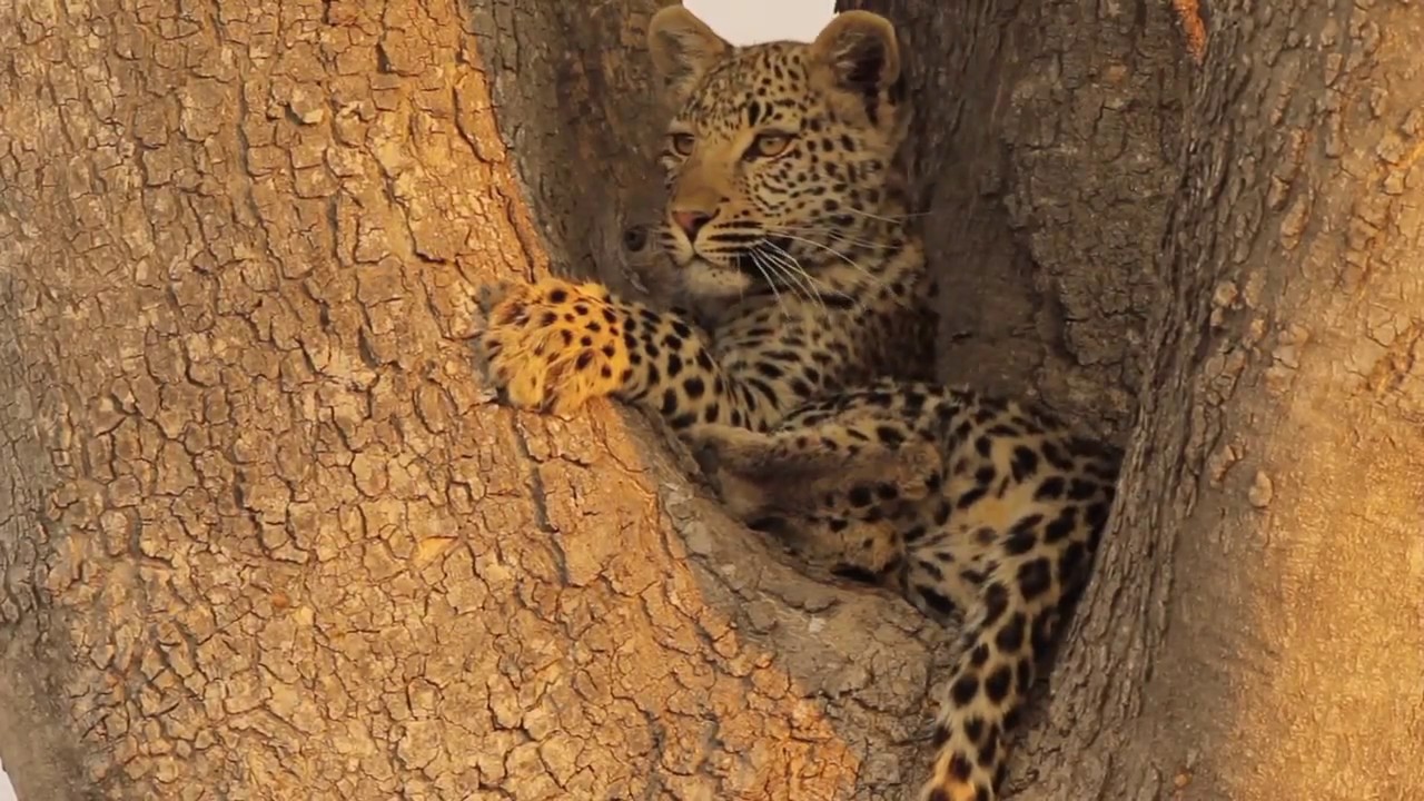 The Ker & Downey Botswana Experience - 6 days in 6 minutes (Official Video)