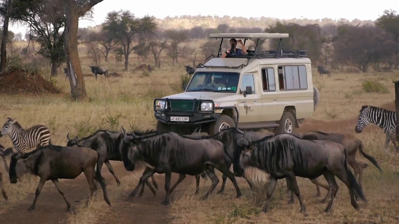 Highlights of the Great Wildebeest Migration!