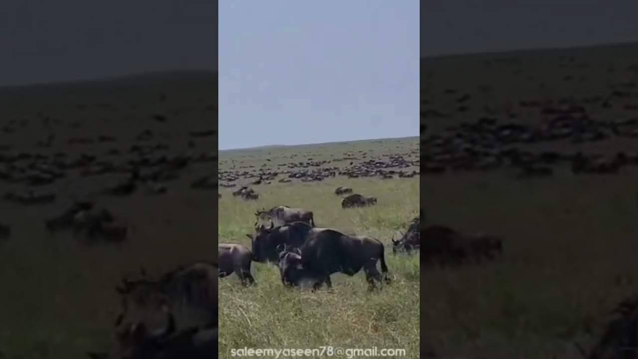 Huge wildebeest herd spotted in between Moru and Seronera Valley!