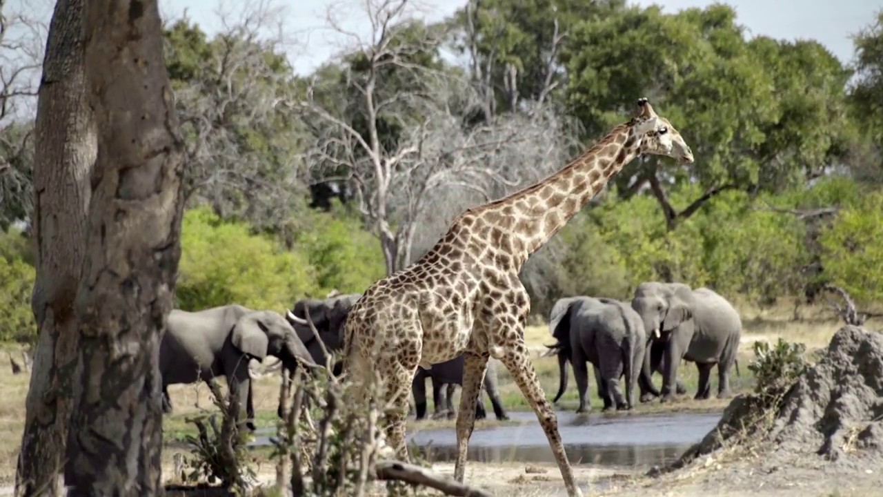 Belmond Safaris