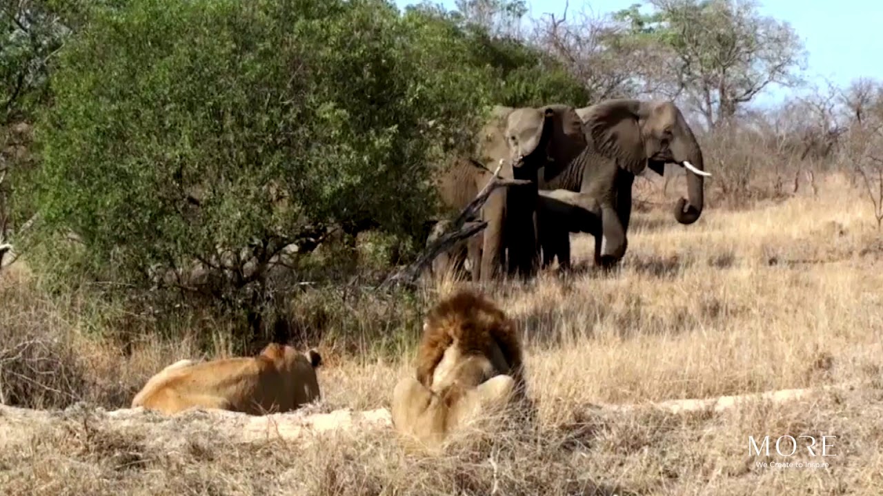 Lion Sands Game Reserve - Safari Highlights
