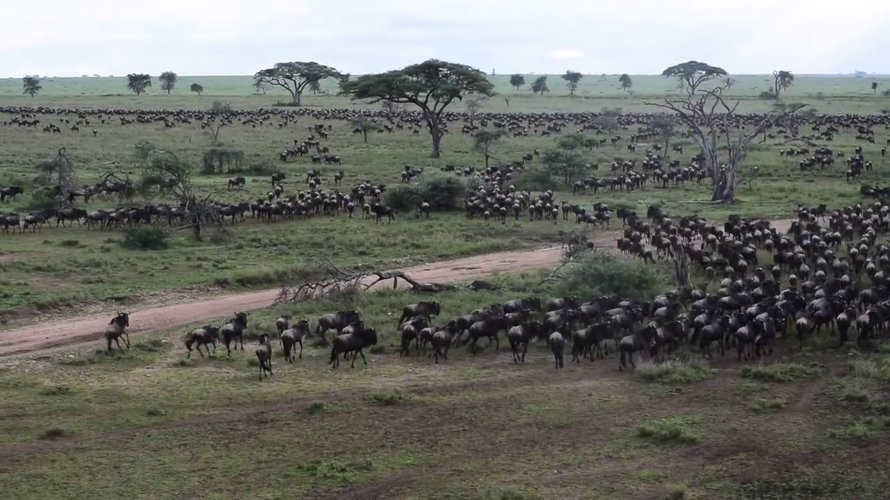 Balloon Safari over the Serengeti National Park