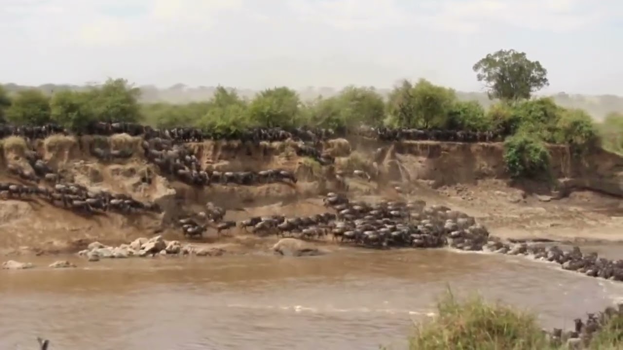 Huge wildebeest herds scrambling to cross at nr. 4