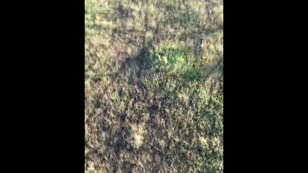 Fast moving Megaherd spotted gathering in Seronera