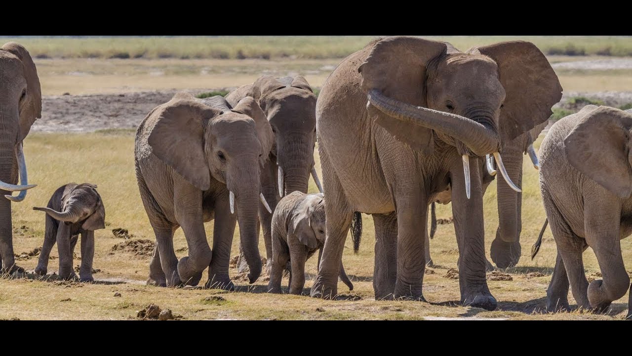 Chobe National Park- highest concentration of elephants in Africa!