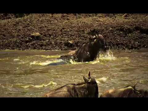Lucky wildebeest managed to escape and successfully cross the Mara River