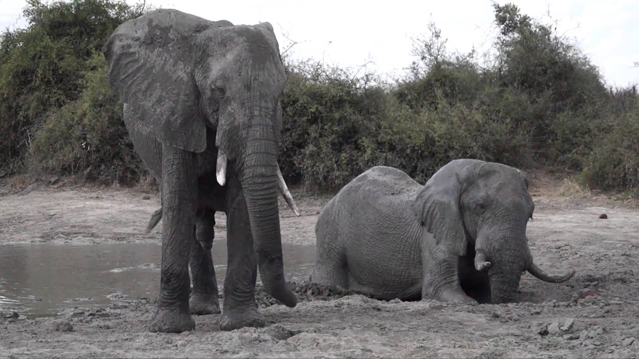 Bull elephants competing for a mud wallow at Camp Savuti
