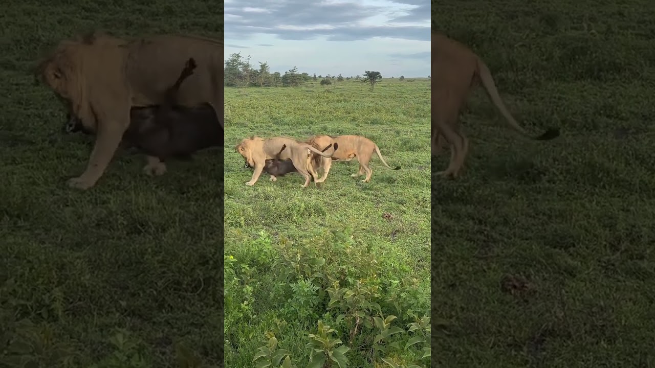 Lion surprises unlucky sleeping wildebeest in the Maswa Game Reserve!