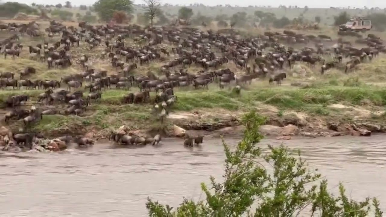 Huge wildebeest herd crossing at point nr. 0!