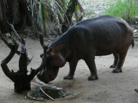 Essential Destinations - Lake Manze - Hippo drinking from the bird bath