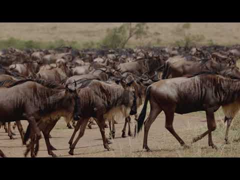 Experience Earth’s greatest wildlife spectacle at Mahali Mzuri | Peter Ndung'u