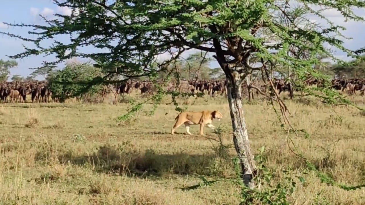Lion spotted prowling around a huge herd!