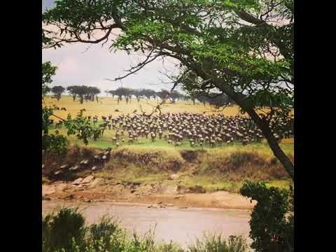 Great Migration crossing the Mara River
