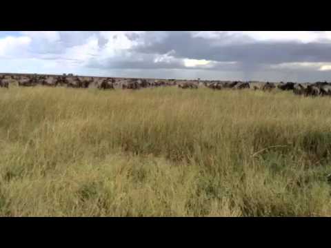 The wildebeest migration close to Lemala Ewanjan Part One - 21 March 2016