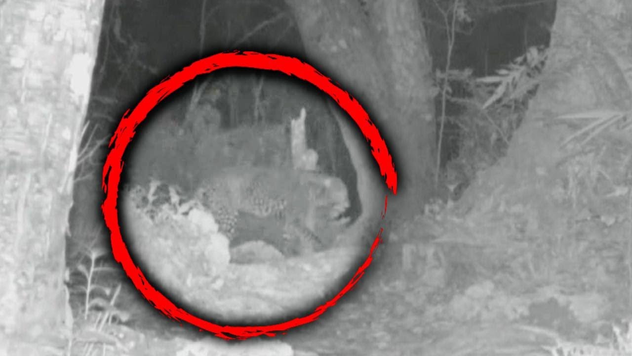 Wildlife Expert Catches 'Extinct' Zanzibar Leopard on Camera
