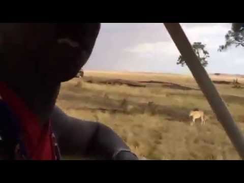 Lions of the Masai Mara - Local Maasai safari guide Moses introduces us to the Marsh Pride of Lions