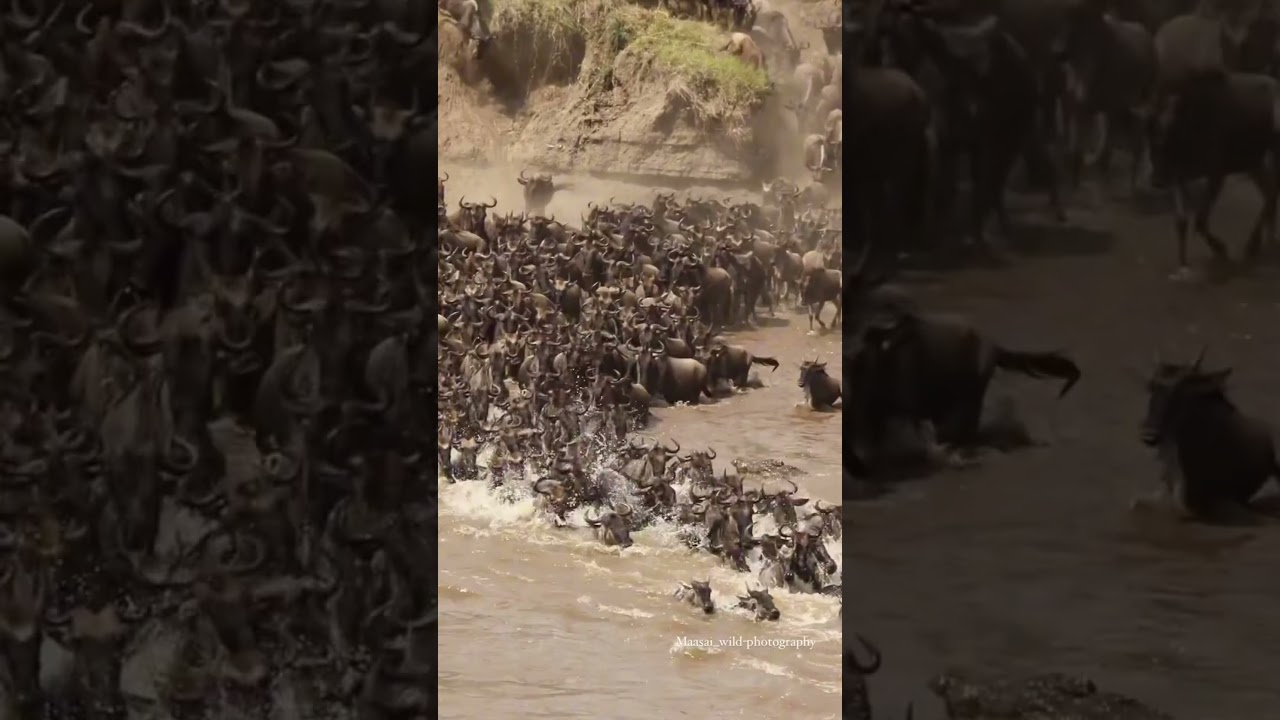 Massive wildebeest crossing at number 0 on the Mara River!