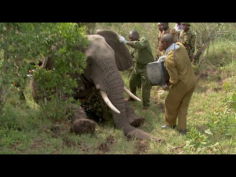 The elephant rescue