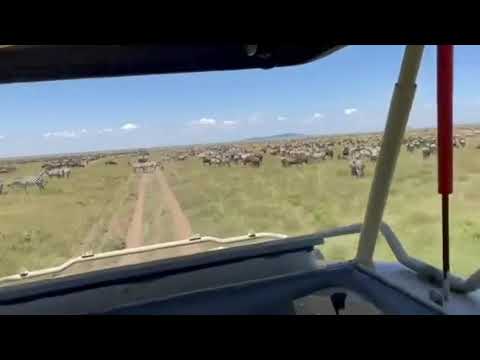 Safari-goers treated to view of Massive Wildebeest Herd in Central Serengeti!
