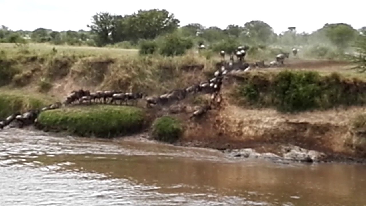 30,000 wildebeest cross the Mara River - Part 2
