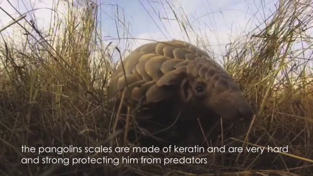 Sala's Camp: A Pangolin Paradise