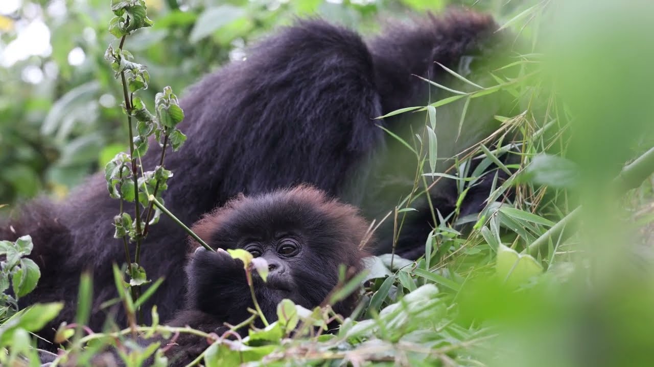 Cute Gorilla baby and mother in Virunga National Park