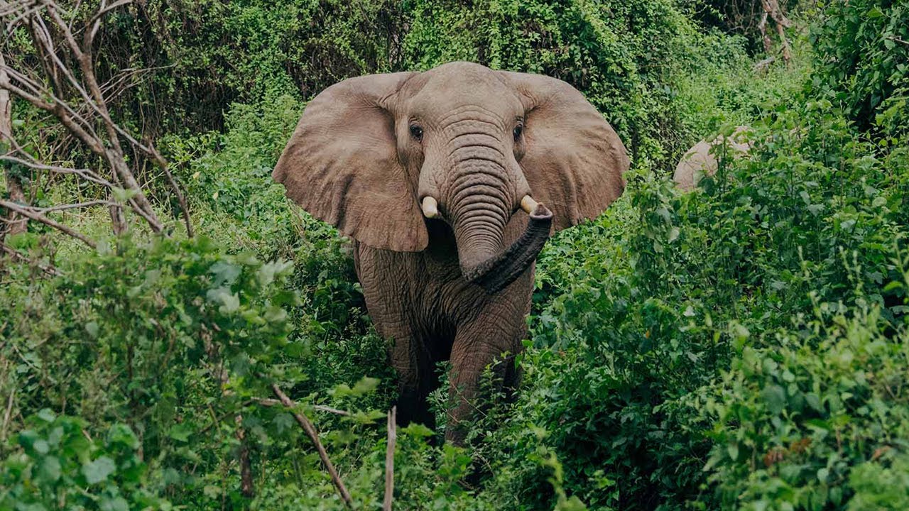 Asilia Africa | Genuine Safaris, Genuine Difference