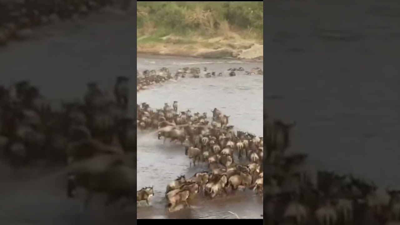 Big wildebeest herd crossing at point nr.5