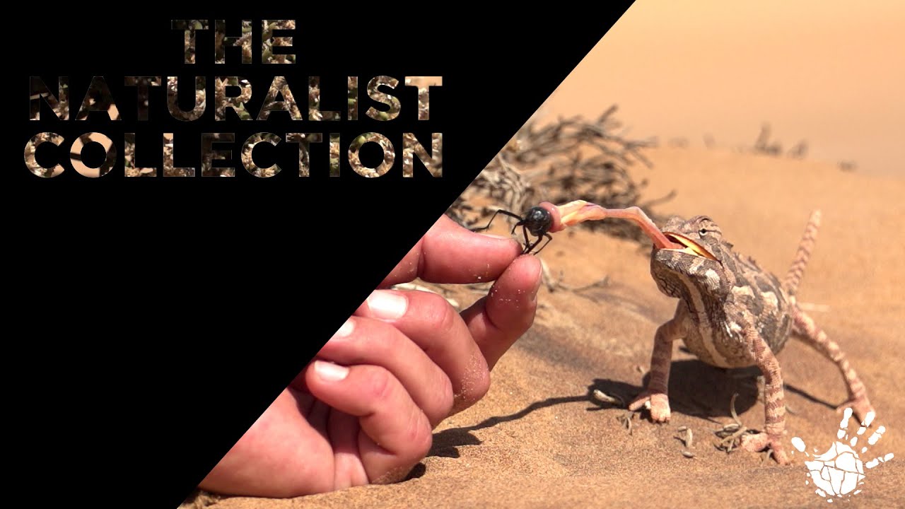 The Naturalist Collection - Namaqua Chameleon