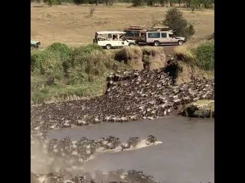 Latest #HerdTracker update: Massive crossings towards the Western and Northern Serengeti