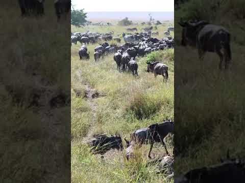 Herd spotted near Lookout Hill