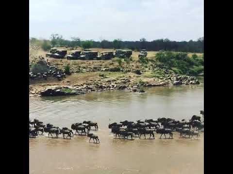 Wildebeest migration crossing the Mara River on the endless plains of the Serengeti