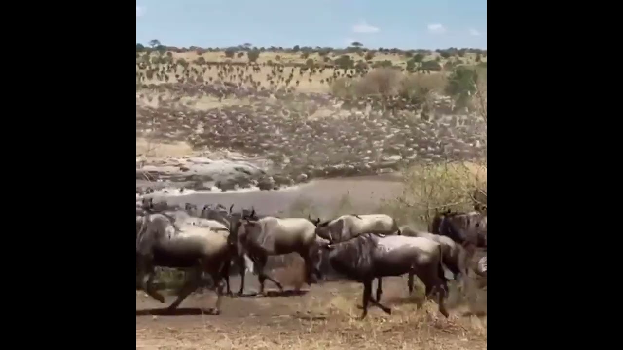 Megaherd crosses the Mara river at no 10!