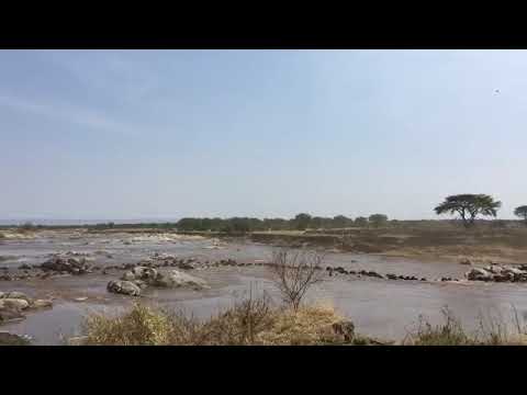 Another spectacular crossing in the Mara River on the Northern Serengeti side