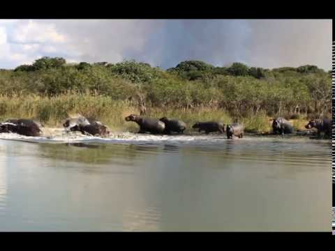 Hippo Stampede