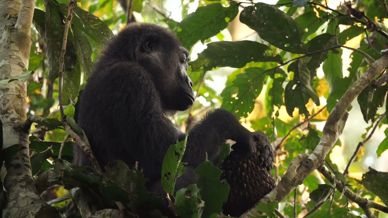 Ngaga Lodge - Kamba African Rainforest Experiences