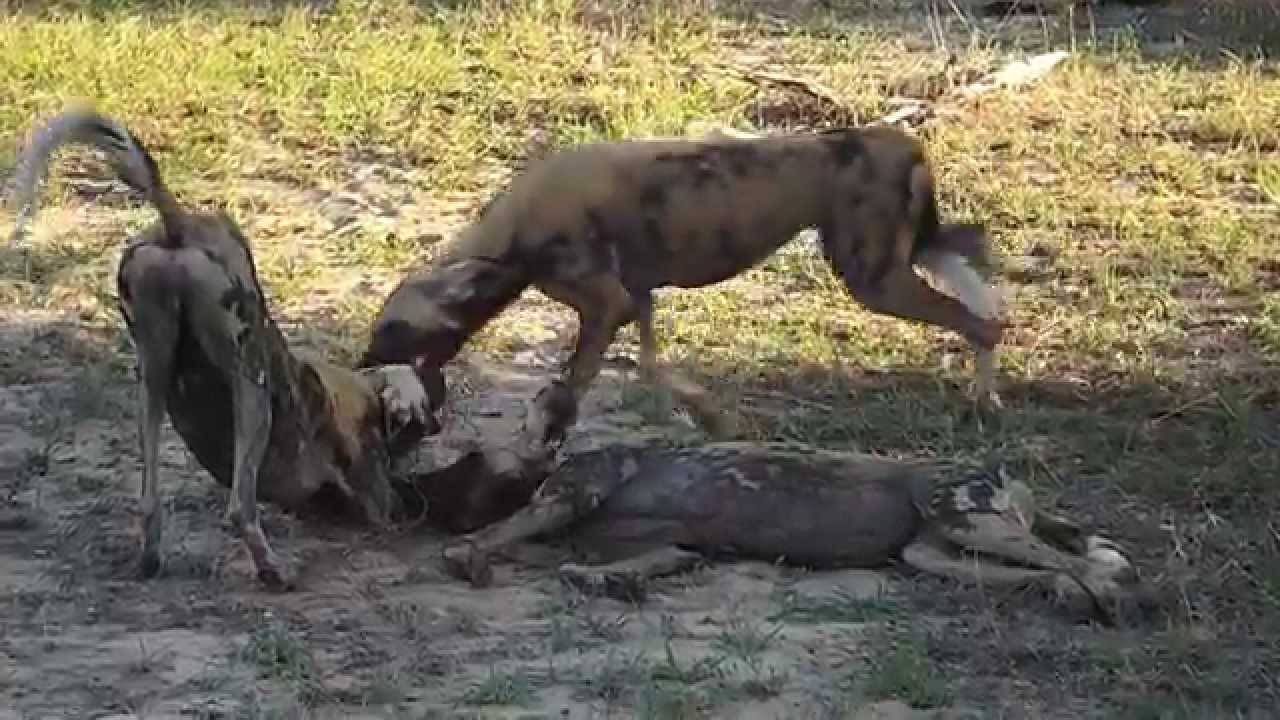 Essential Destinations - Selous G.R. - Lake Manze Wild Dogs