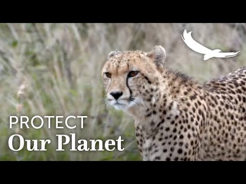 Leaving our World a Better Place | Phinda - The Return | South Africa