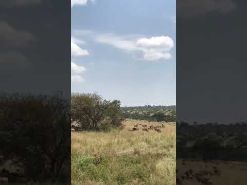 Wildebeest herd makes final turn towards the Mara river!