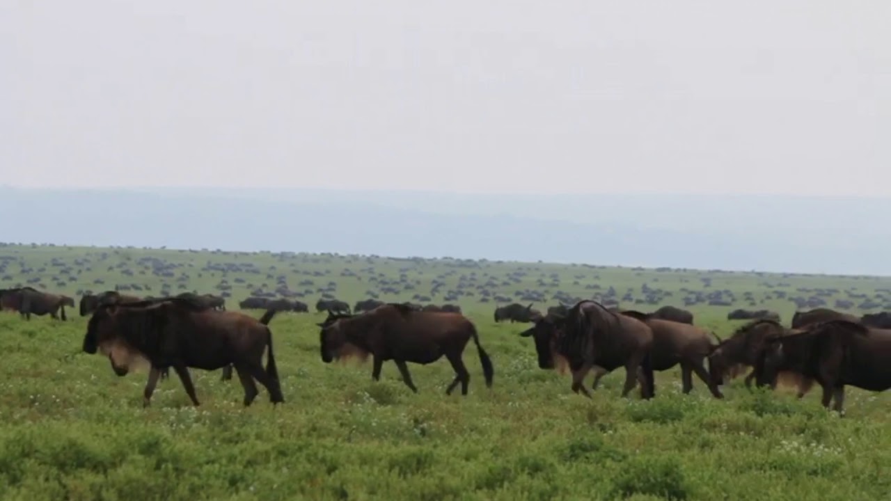 Latest #HerdTracker update: Great Migration Roaming in the Kakesio Area