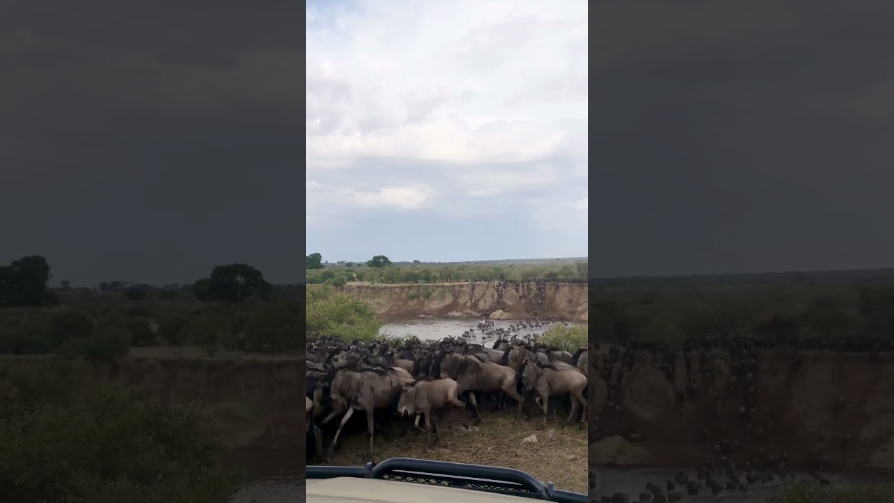 Megaherd crosses the Mara river at no 4!